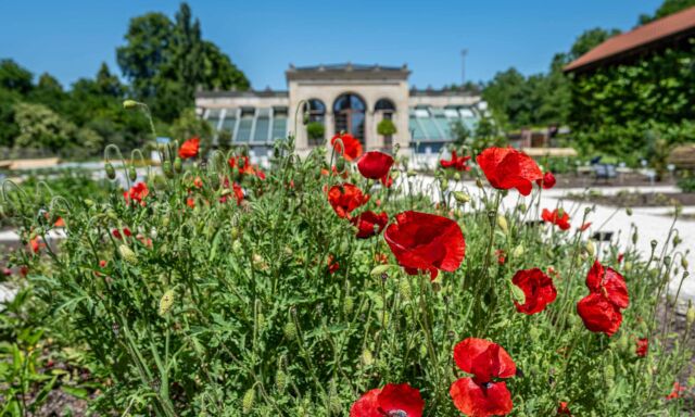  Der Arzneipflanzengarten ist wieder offen! 