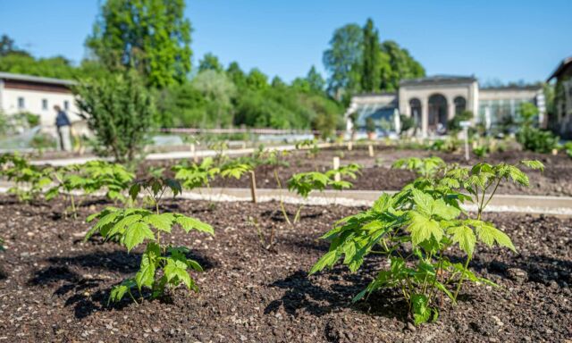  Fortschritte im Arzneipflanzengarten 