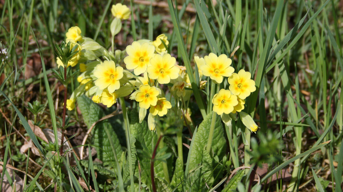 Echte Schlüsselblume (Primula veris)