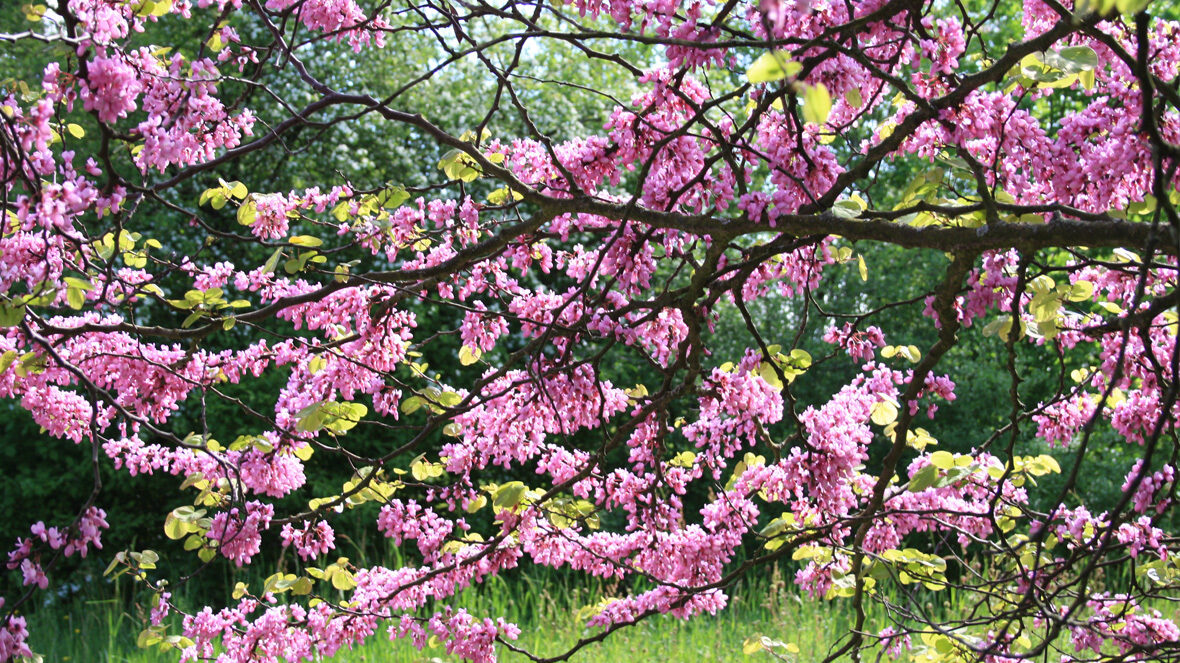 Judasbaum (Cercis siliquastrum)