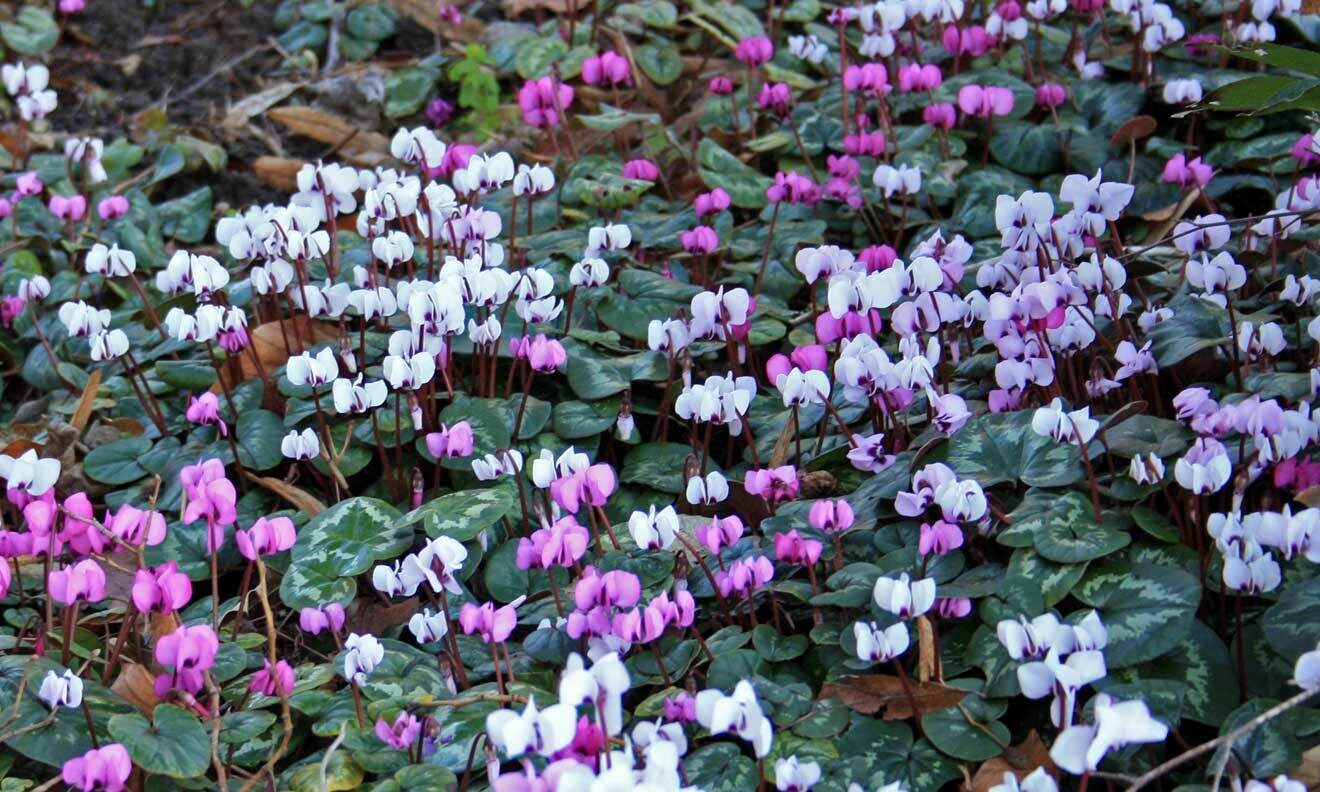 Alpenveilchen (Cyclamen)