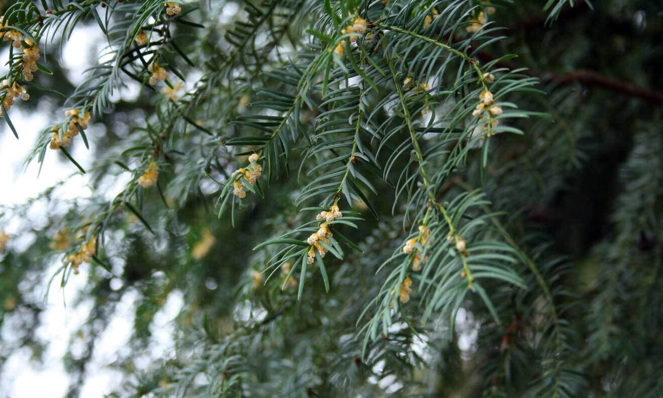 Eibe (Taxus baccata)
