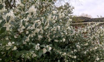 5 osmanthus 1320x792