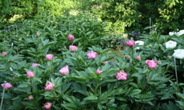 Gartenfreuden bwu4 5 3 1320x792
