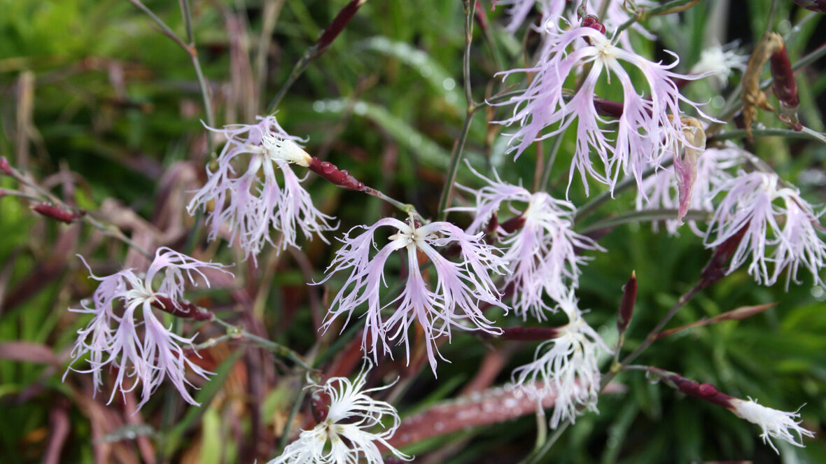 Prachtnelke (Dianthus superbus)