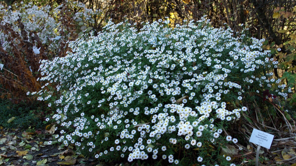 Aster (Symphyotrichum 'Mü')