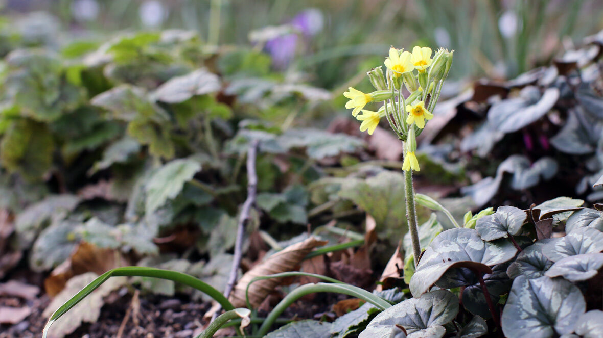 Schlüsselblume (Primula veris)