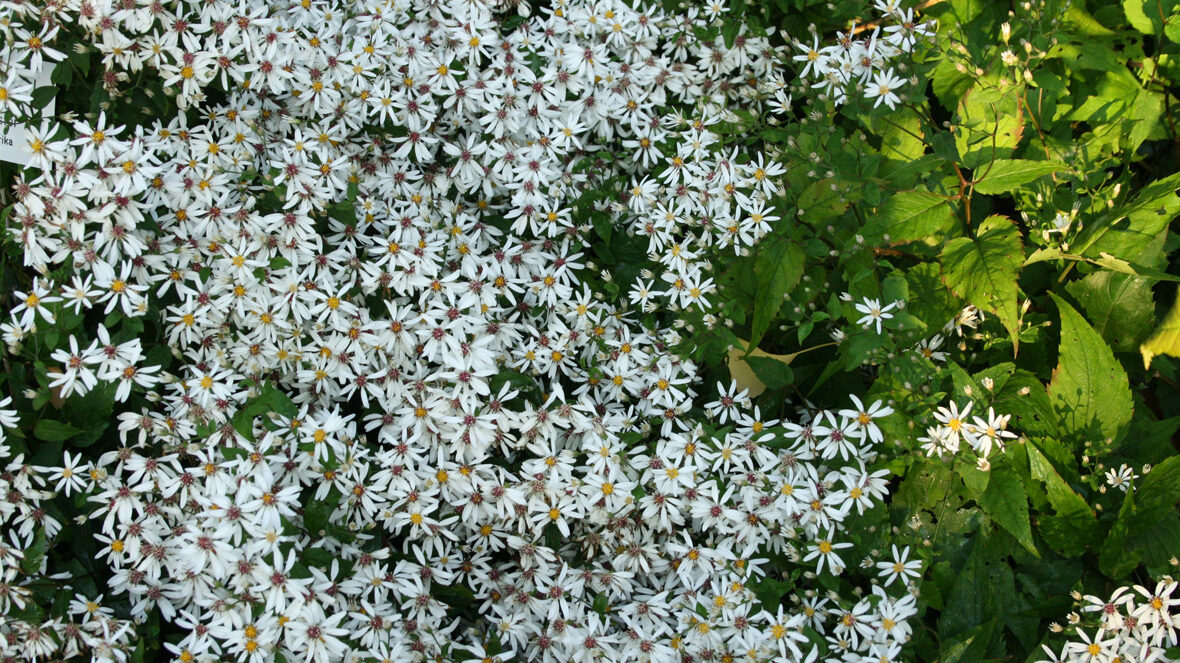 Weisse Waldaster (Eurybia divaricata)
