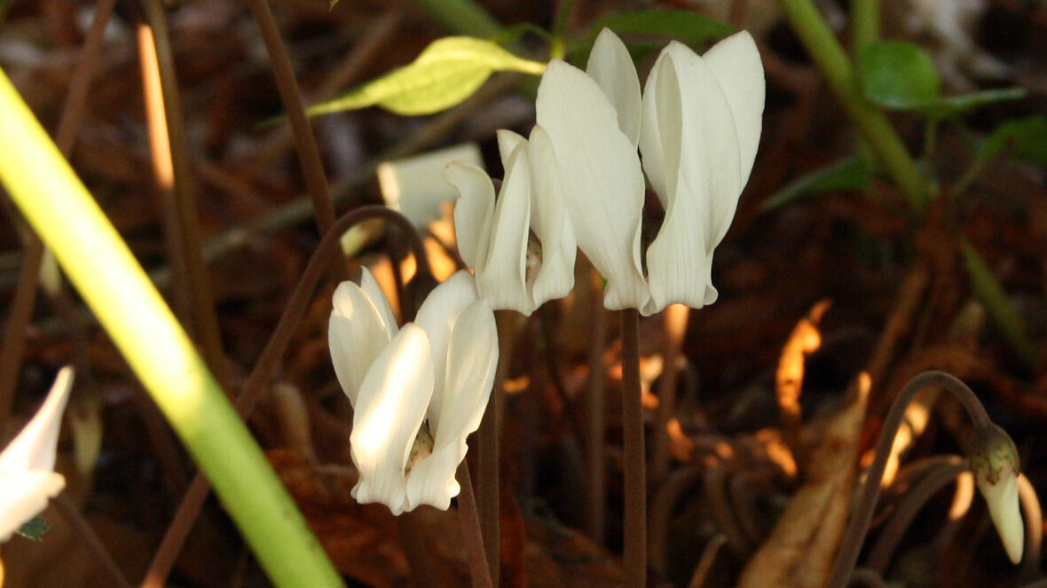 Neaoplitanische Zyklame (Cyclamen hederifolium 'Alba')