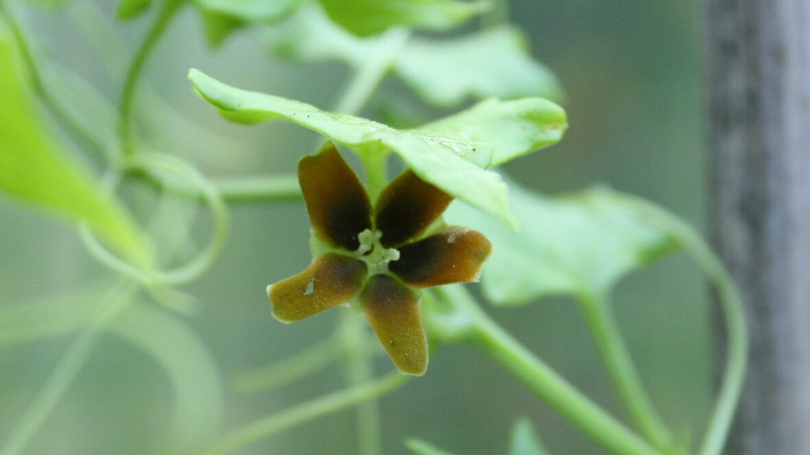 Gerrardanthus macrorhizus