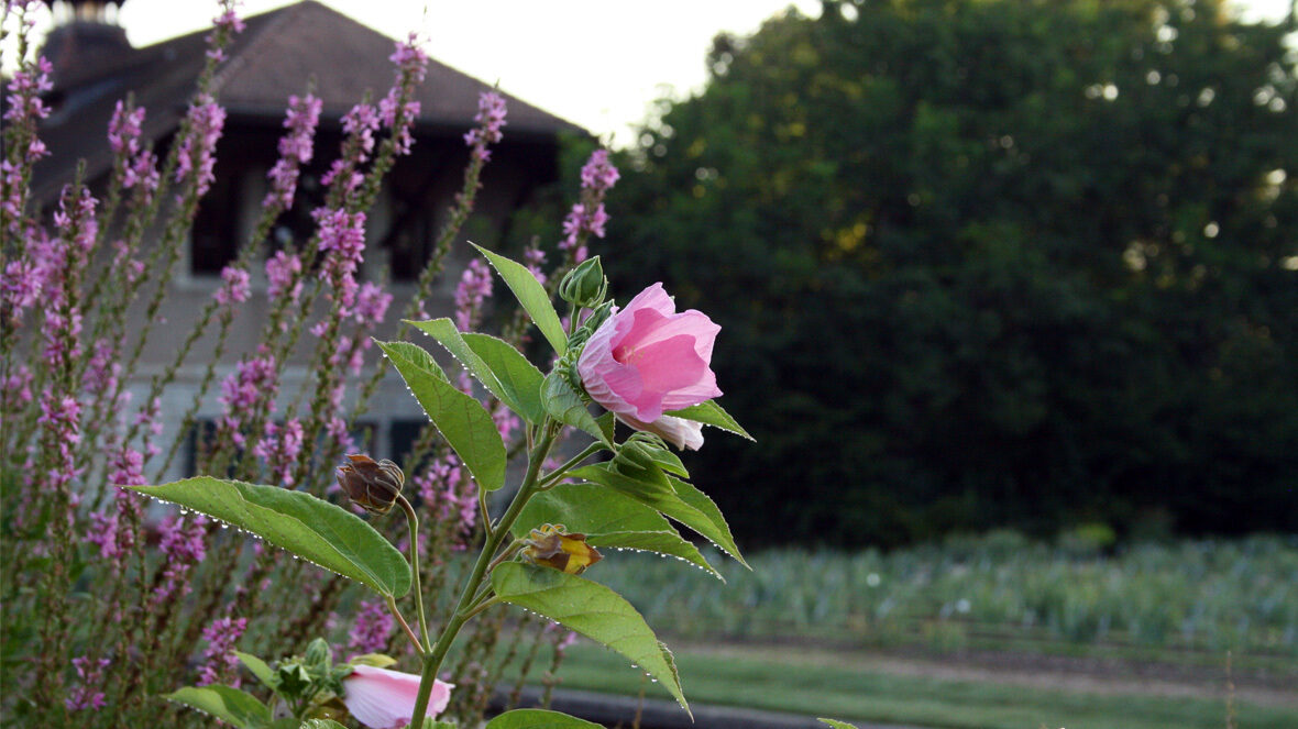 Rosen-Eibisch (Hibiscus lasiocarpos) vor Blut-Weiderich (Lythrum salicaria)