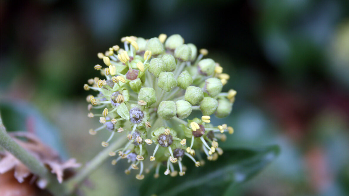 Efeu (Hedera helix)
