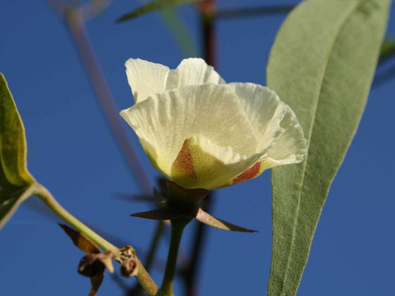 Gossypium thurberi
