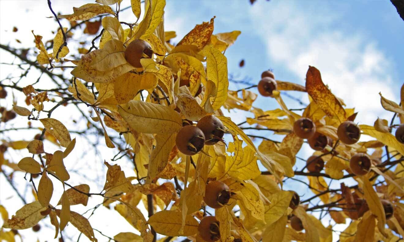 Mispel (Mespilus germanica)