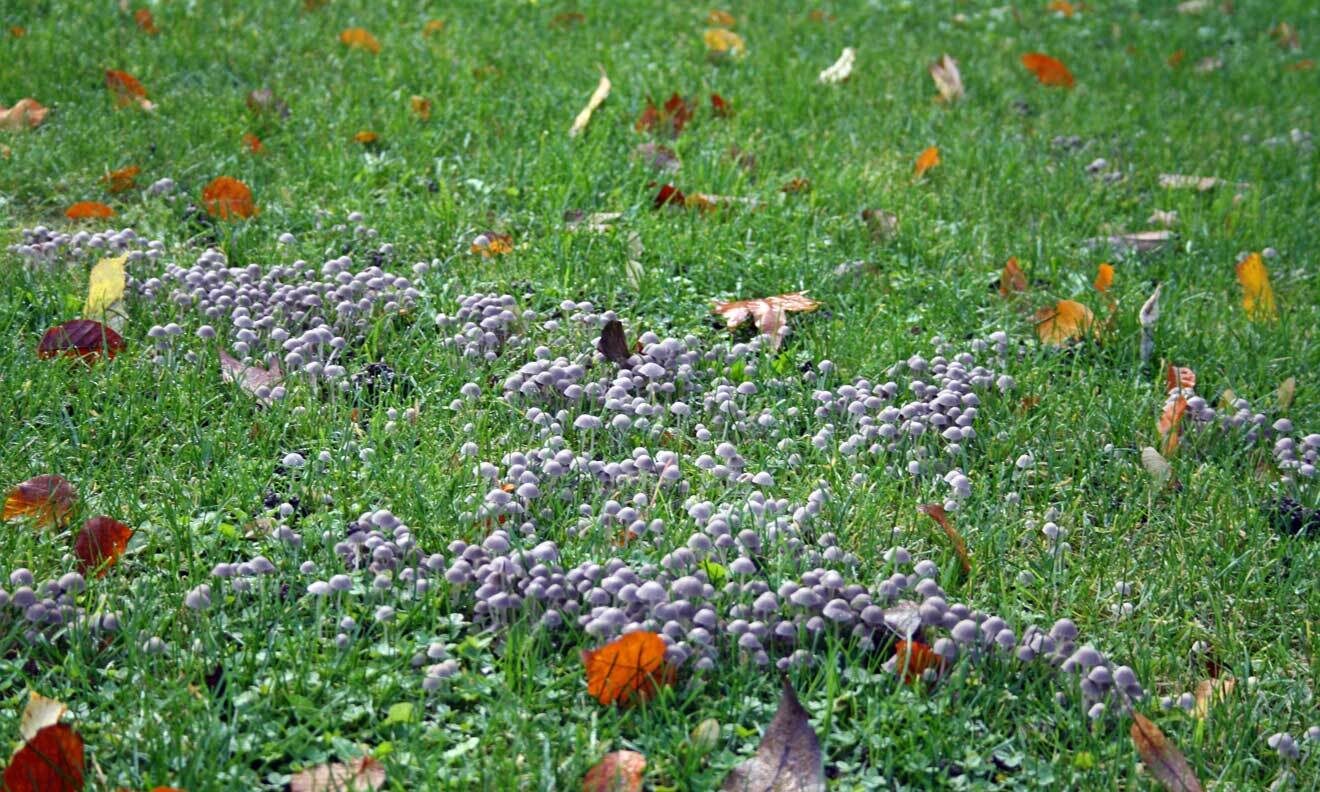 Pilze im Pleasure Ground