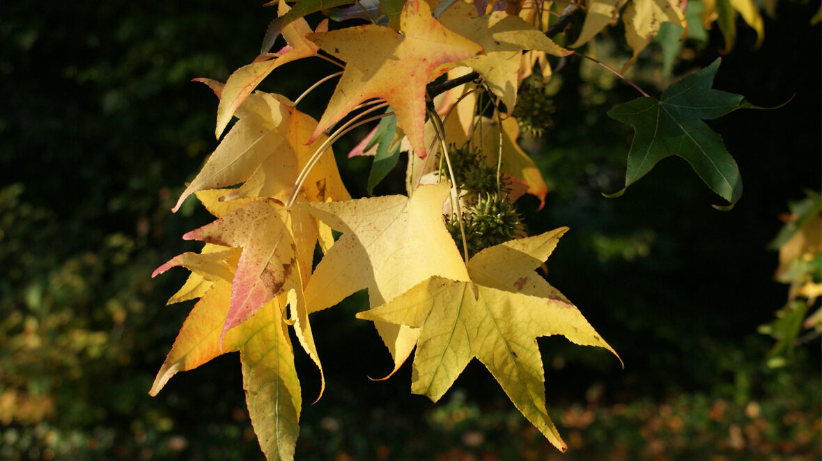 Amerikanische Amberbaum (Liquidambar styraciflua)