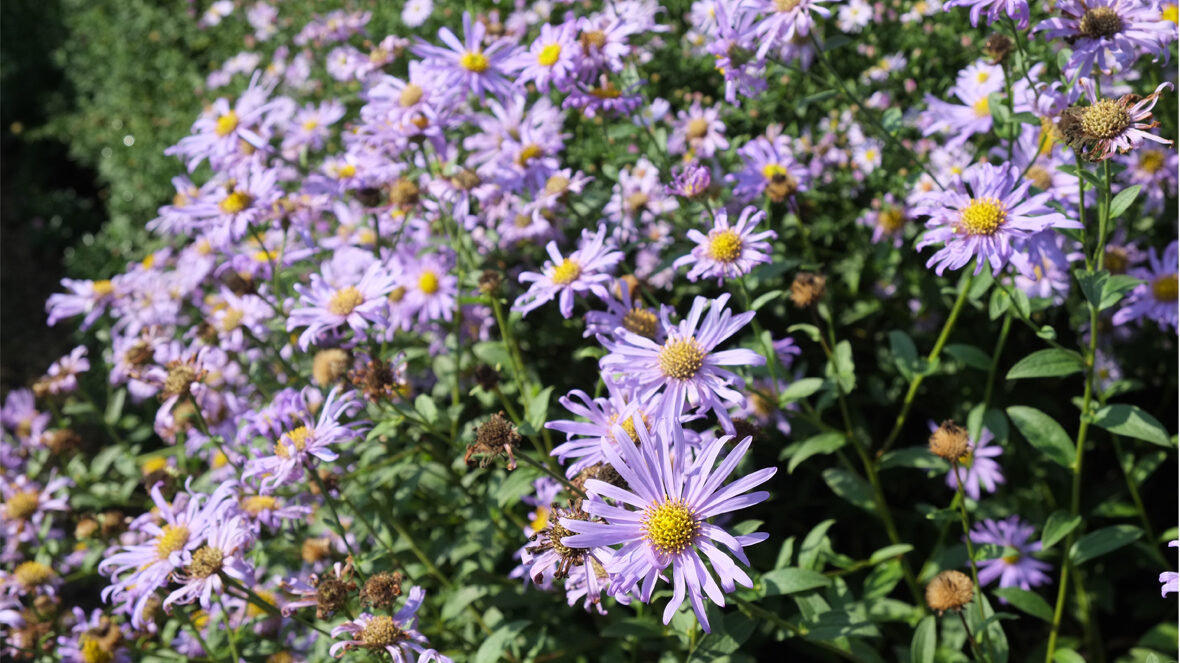 Astern "Wunder von Stäfa" (Aster x frikartii)