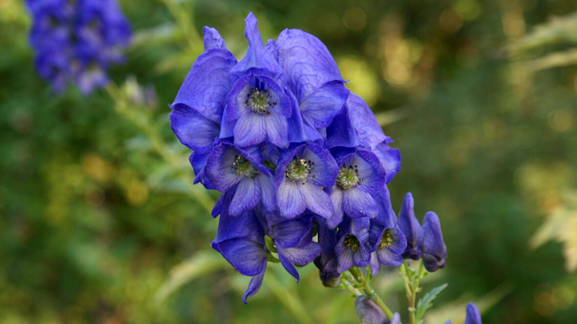 Eisenhut (Aconitum carmichaelii)