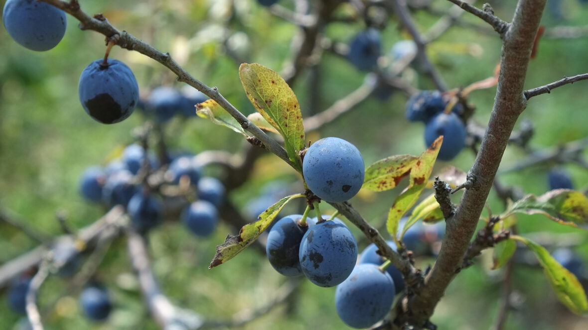 Schwarzdorn (Prunus spinosa)