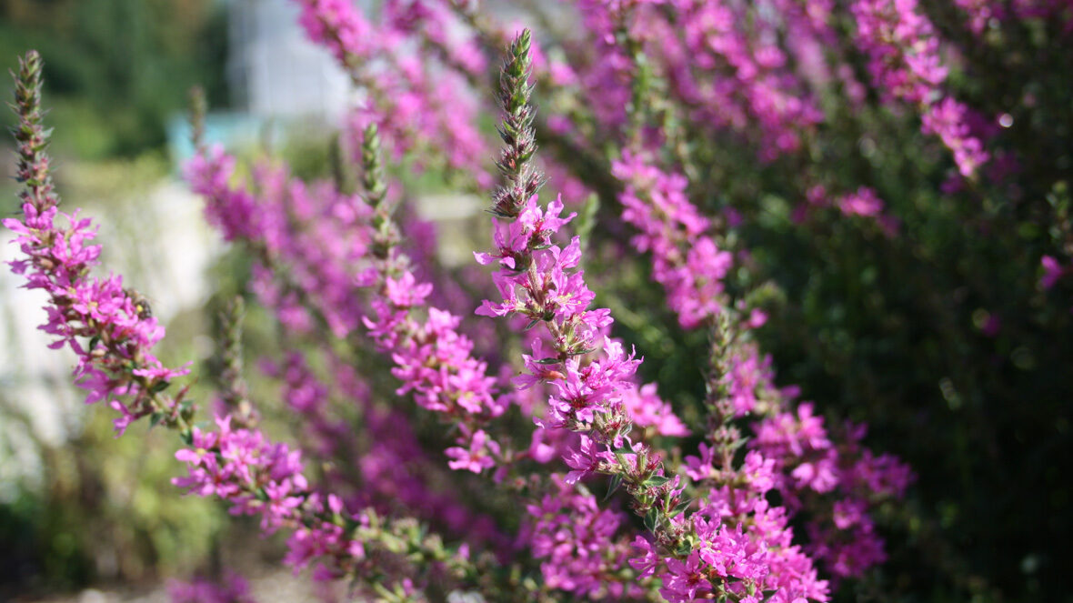 Blut-Weiderich (Lythrum salicaria)