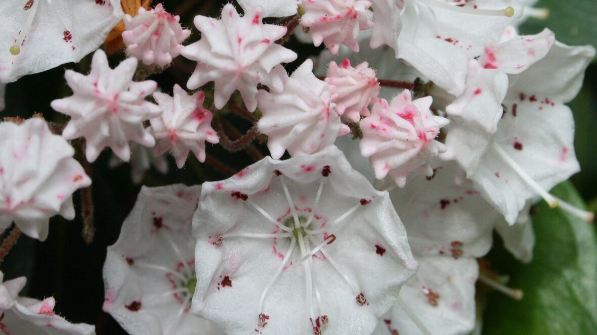 Berglorbeer (Kalmia latifolia)