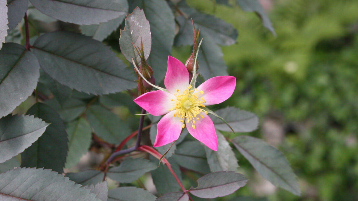 Bereifte Rose (Rosa glauca)
