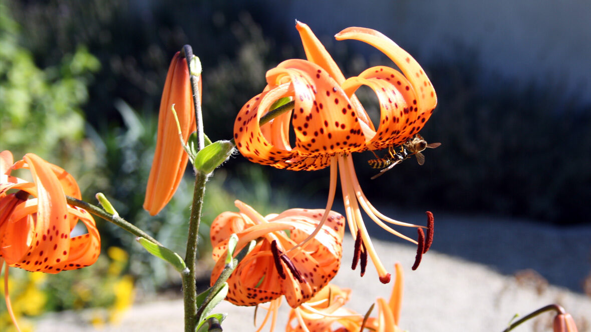 Tiger-Lilie (Lilium tigrinum-Hybriden)