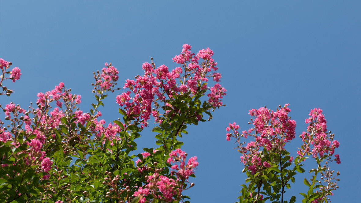 Kräuselmyrte (Lagerstroemia indica)