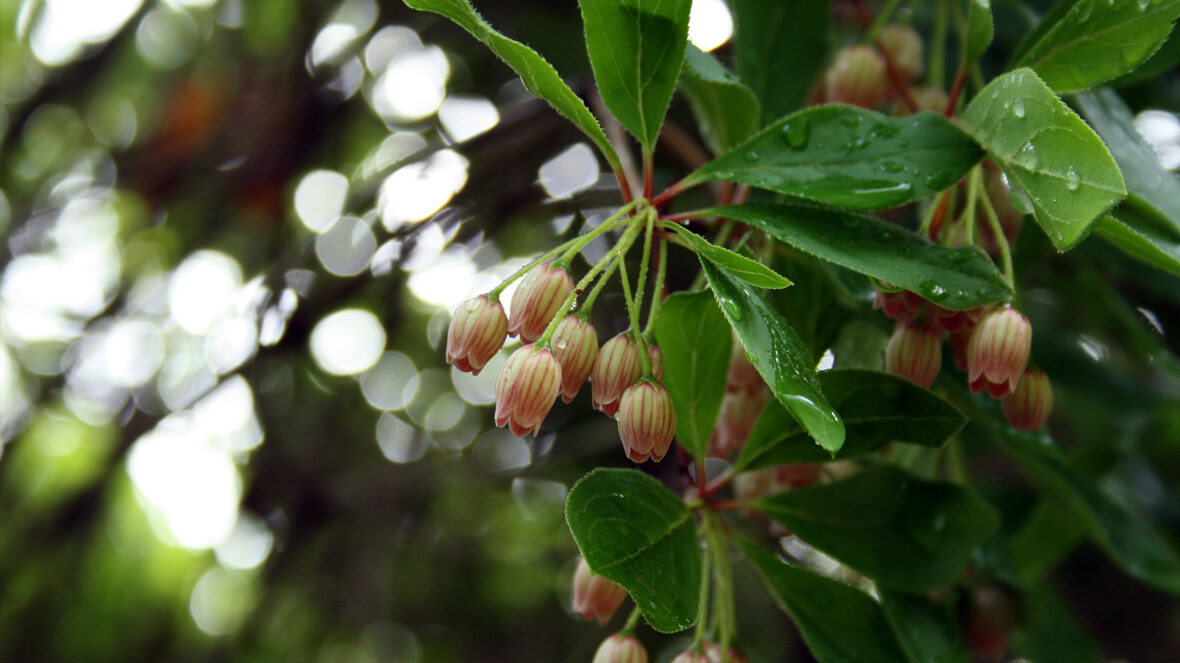 Prachtglocke (Enkianthus campanulatus)