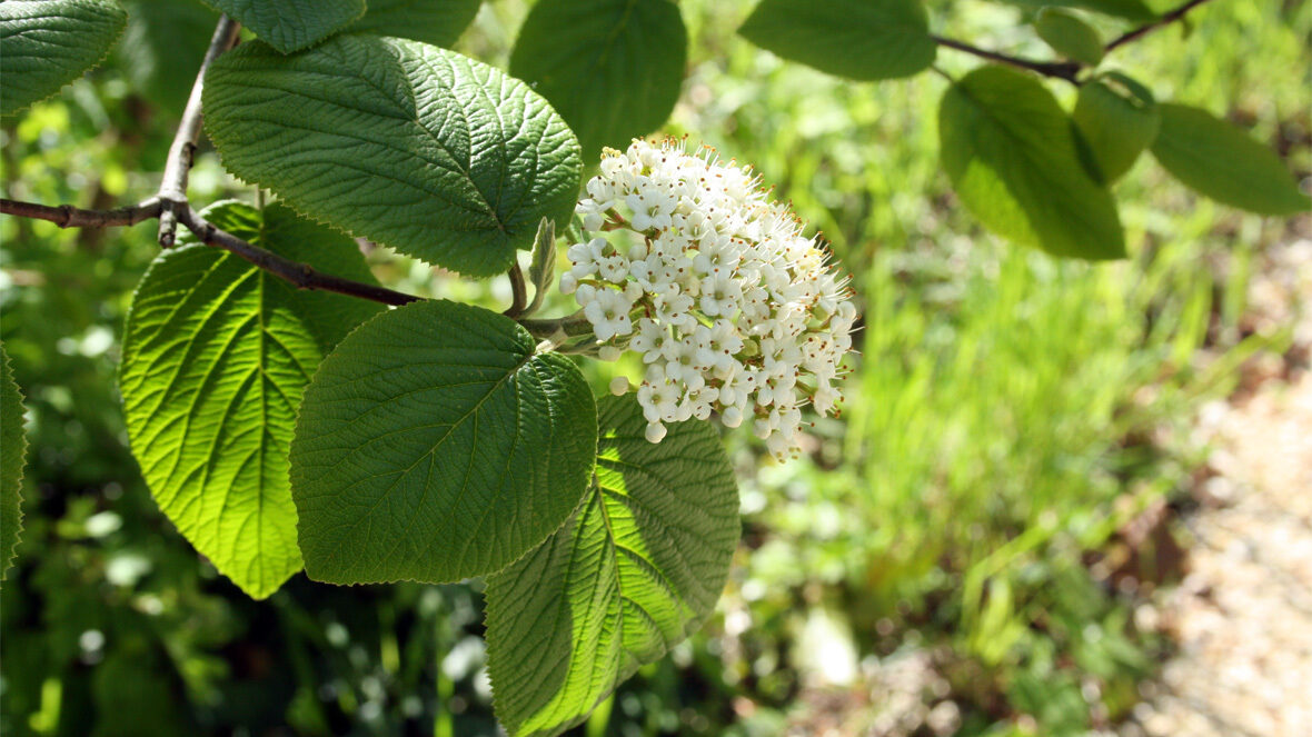 Wolliger Schneeball (Viburnum lantana)