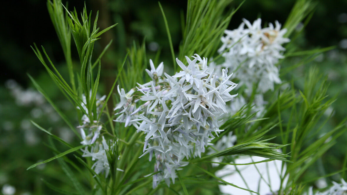 Prachtvolle Amsonie (Amsonia illustris)