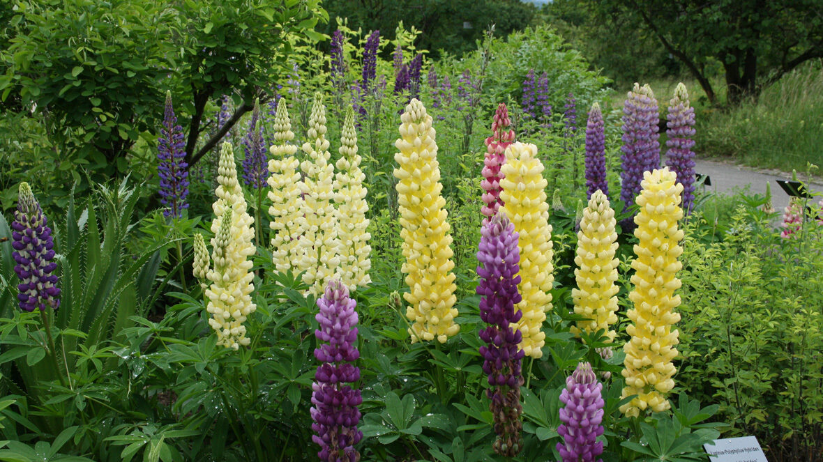 Lupinen (Lupinus Russel-Hybriden)
