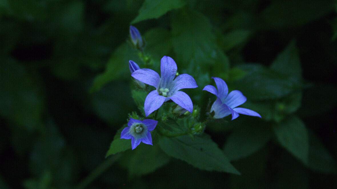 Riesen-Glockenblume (Campanula lactiflora 'Prichards Variety')