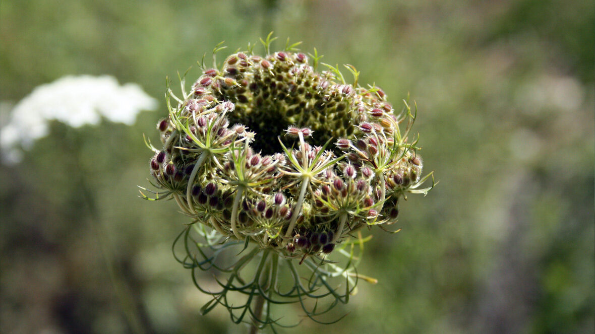 Wilde Möhre (Daucus carota)