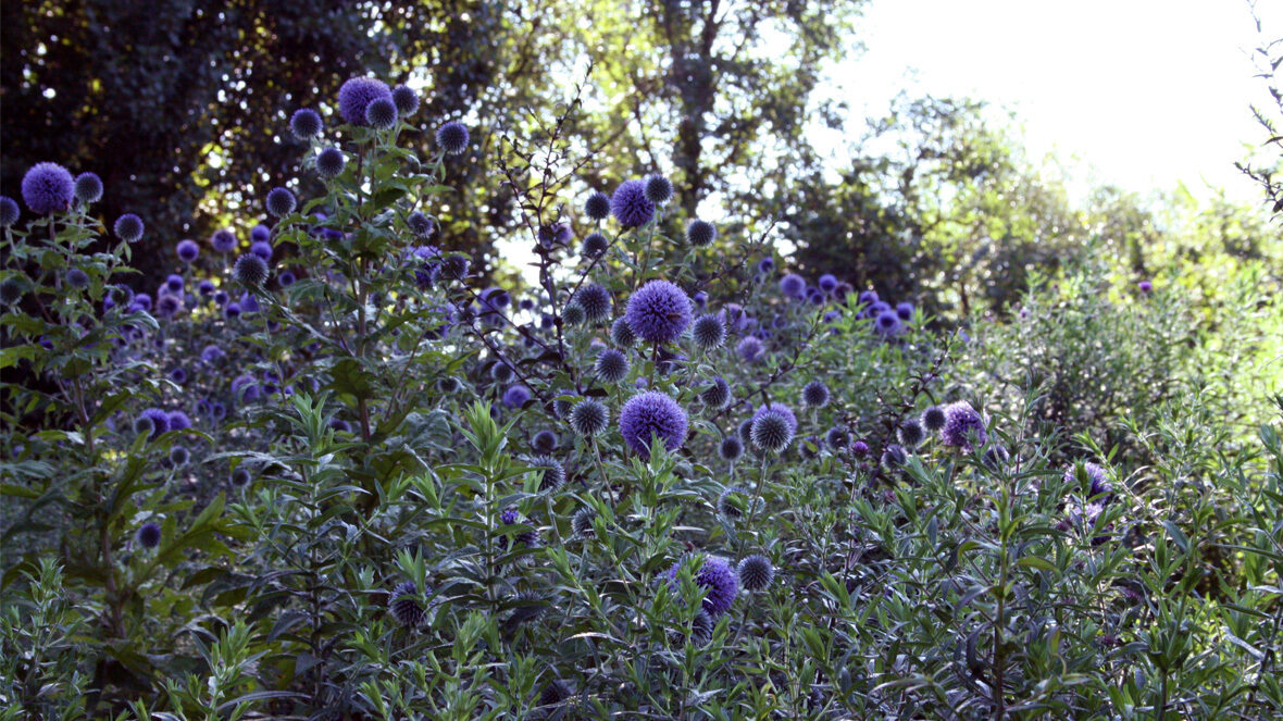 Kugeldisteln (Echinops Hybriden)