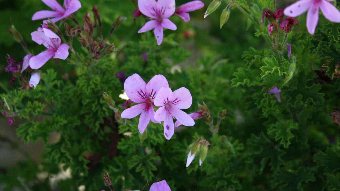 Duft-Geranie (Pelargonium x citrosum 'Prince Of Oranges')