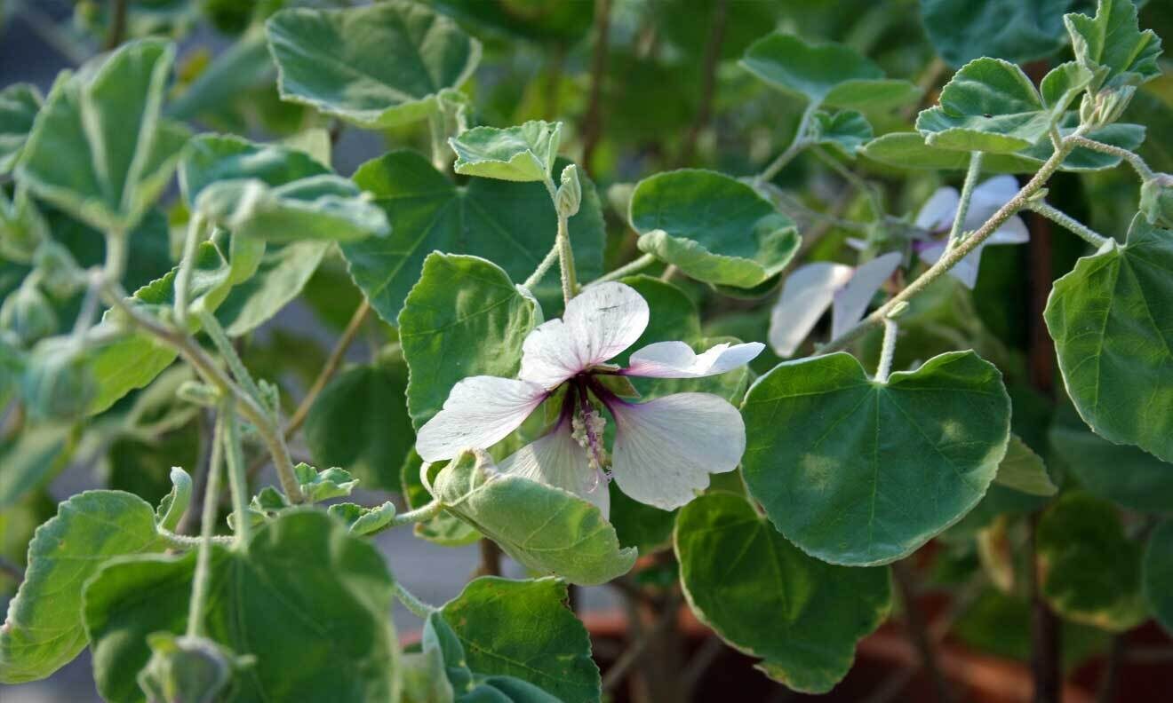 Malva subovata