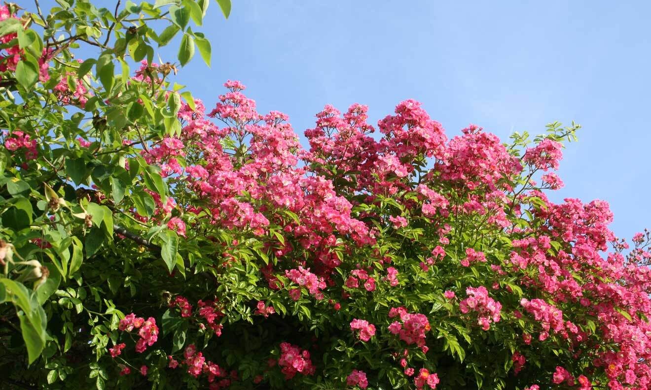 Rosa 'Maria Lisa'