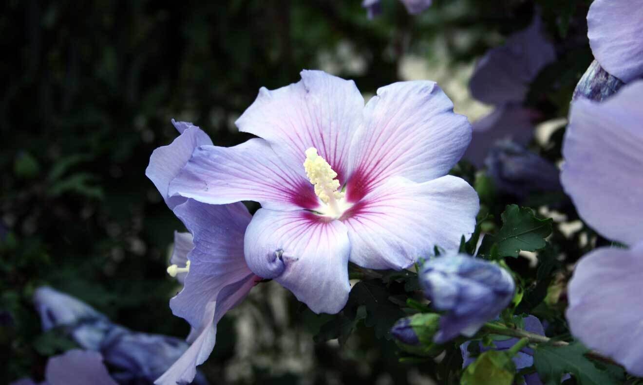 Hibiscus syriacus 'Oiseau Bleu'