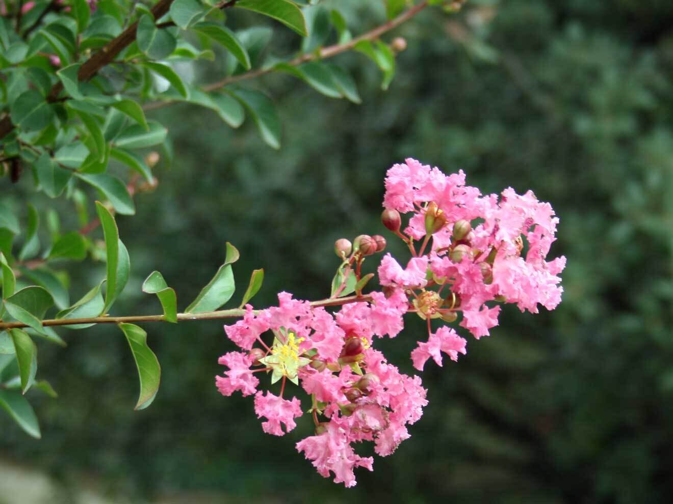 Lagerstroemia indica