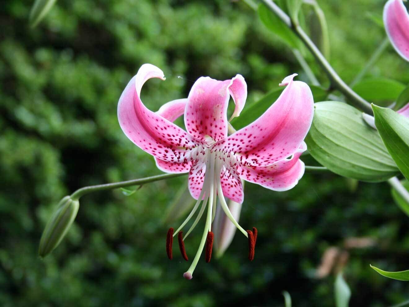 Lilium speciosum (Sorte unbekannt)