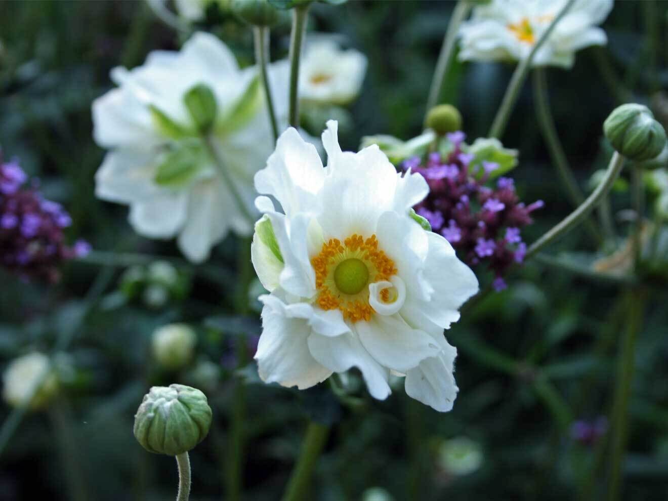 Herbstanemone (Anemone hupehensis var. japonica 'Whirlwind') und Verbene (Verbena bonariensis)