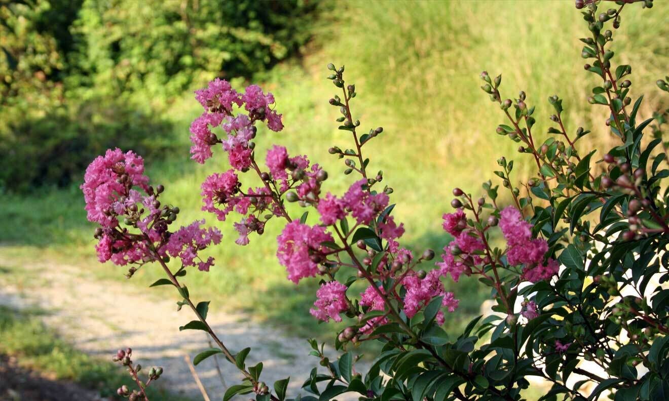Kräuselmyrte (Lagerstroemia indica)