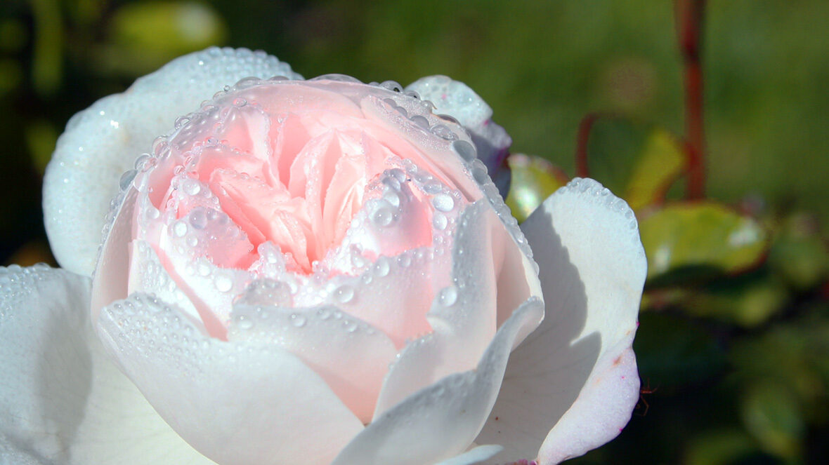 Rosa 'Snow Ballet'