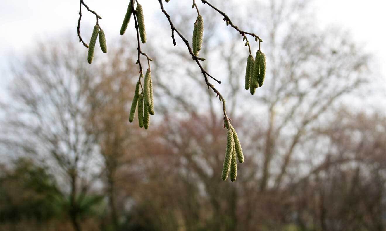 Haselstrauch (Corylus avellana)