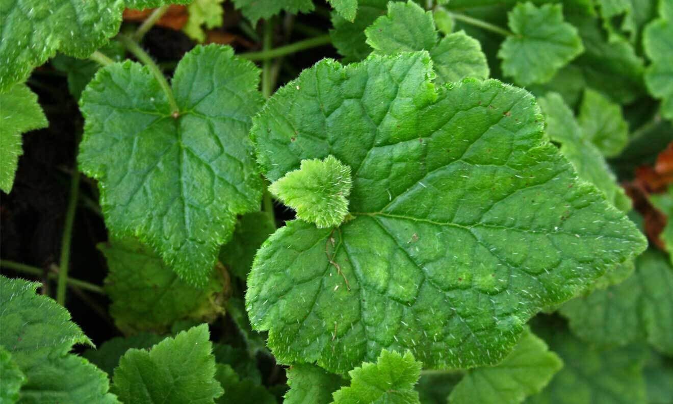 Henne mit Küken (Tolmiea menziesii)