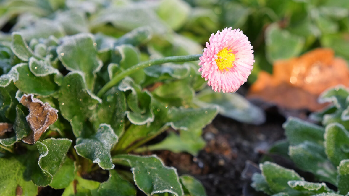 Gänseblümchen