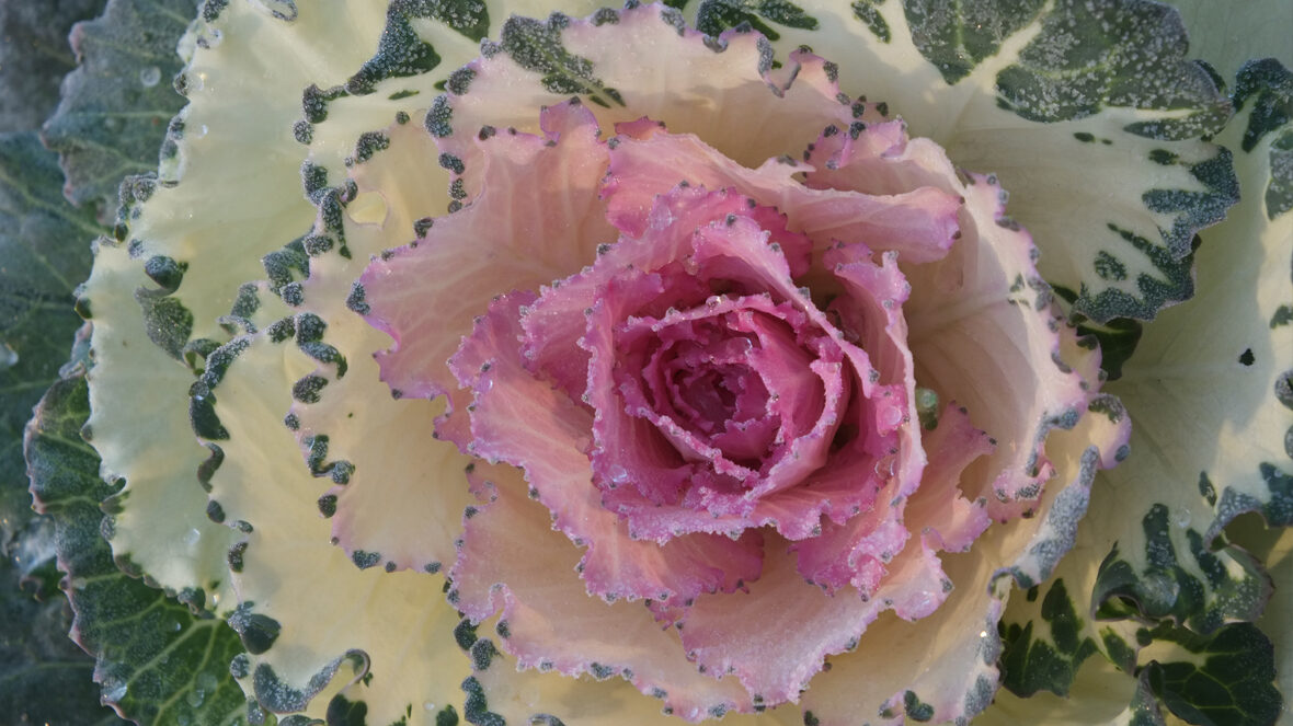 Zierkohl (Brassica oleracea)