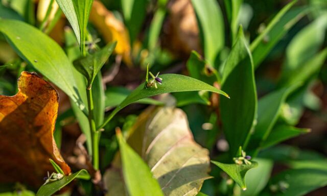  Pflanze des Monats: Hadernblatt, Zungen-Mäusedorn 