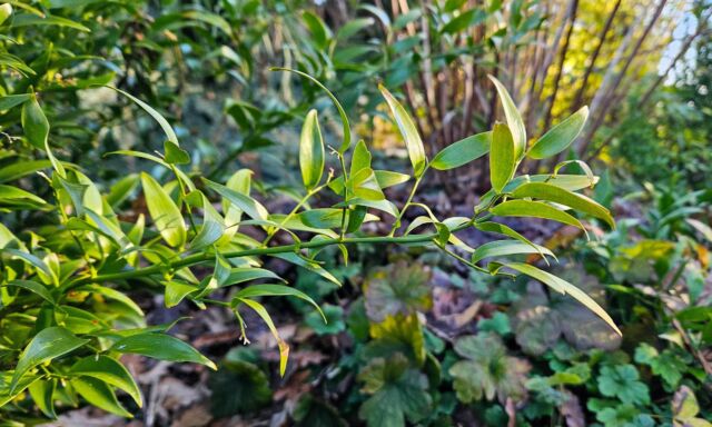  Pflanze des Monats: Traubendorn 